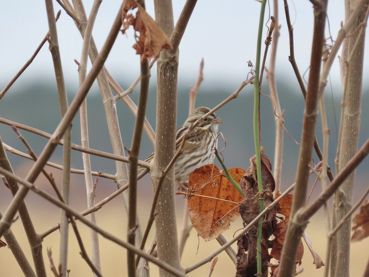 Savannah Sparrow (Savannah) - ML646411811