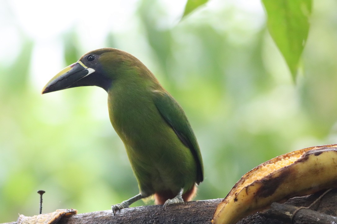 Northern Emerald-Toucanet - ML646411812