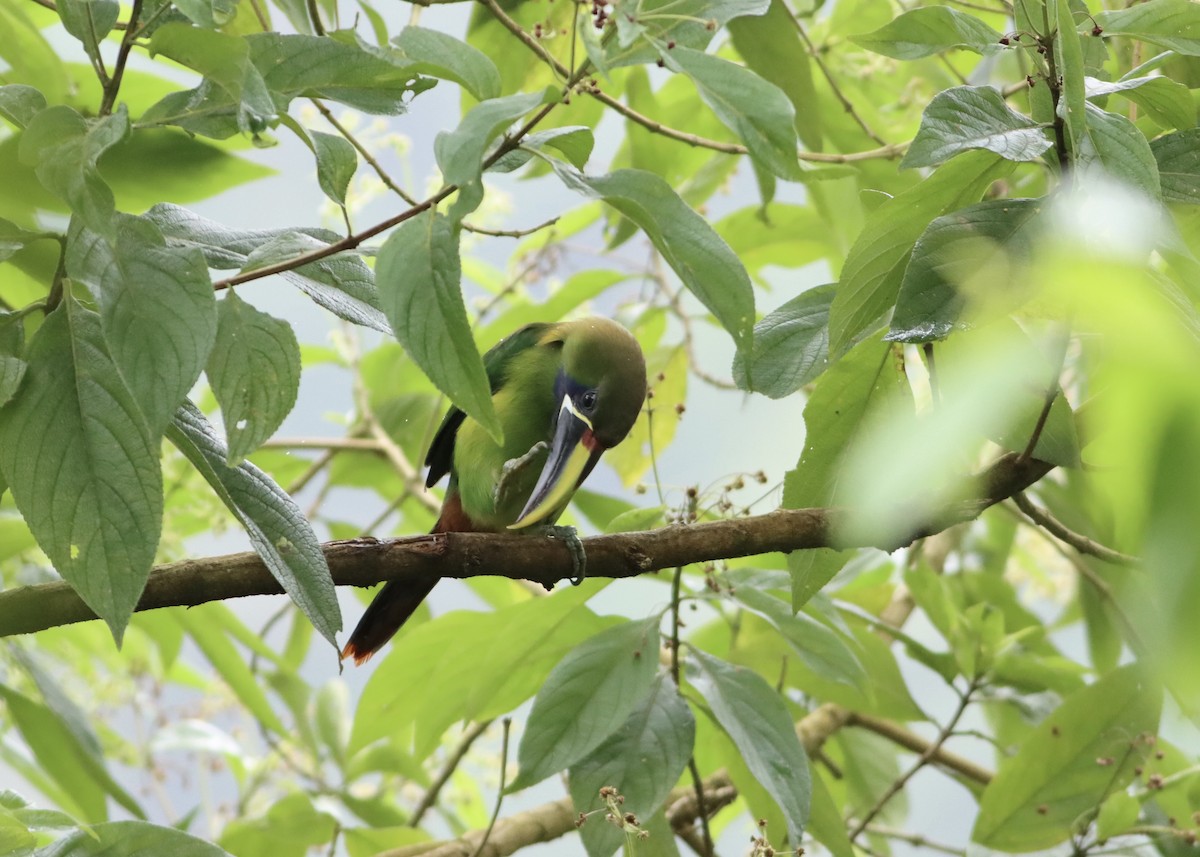 Northern Emerald-Toucanet - ML646411813