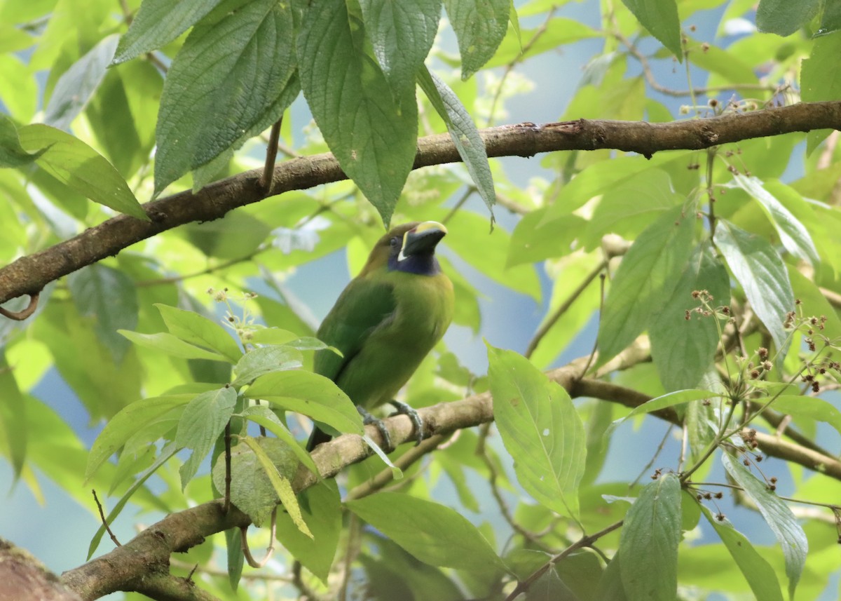 Northern Emerald-Toucanet - ML646411814