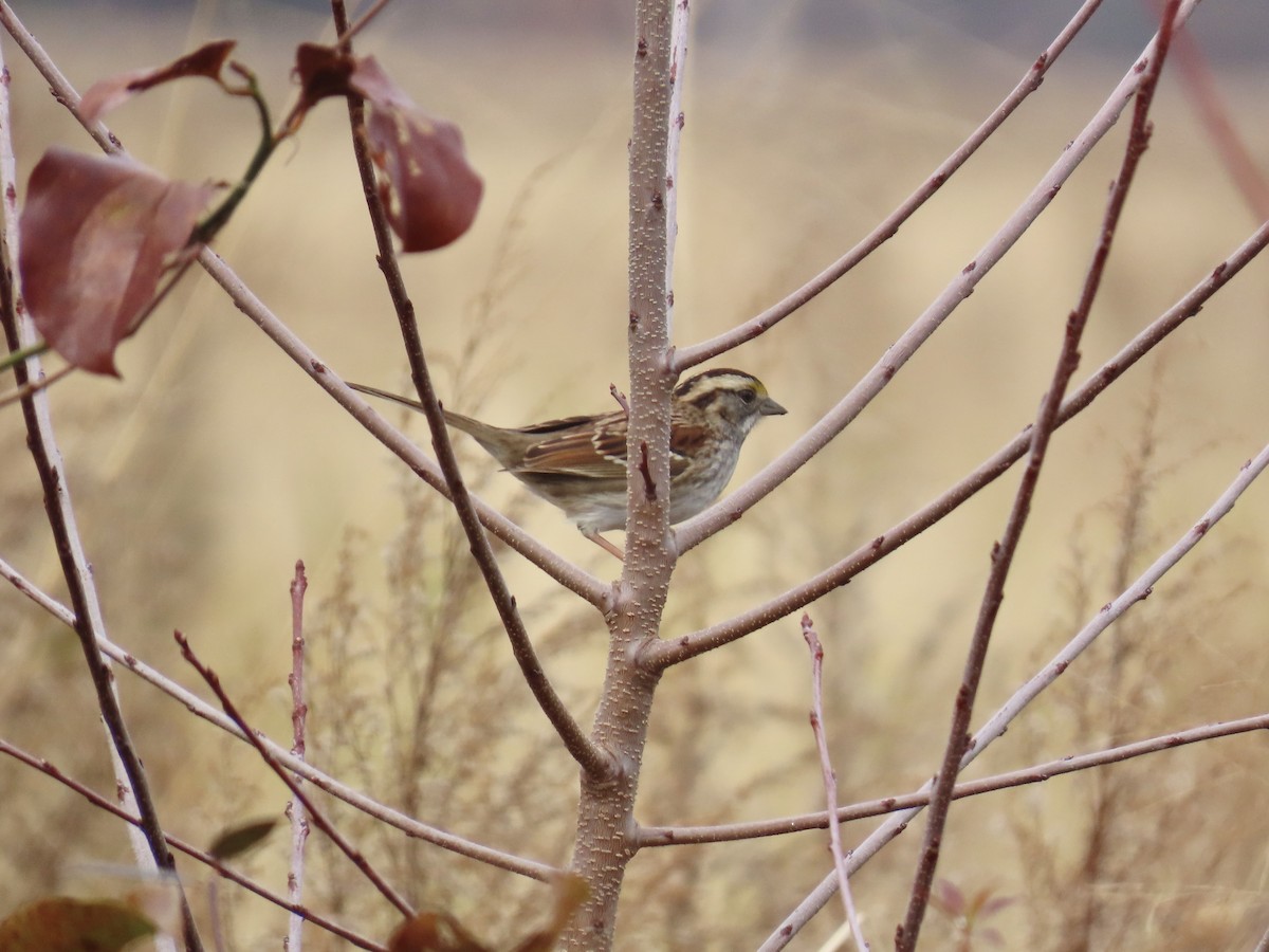 White-throated Sparrow - ML646411815