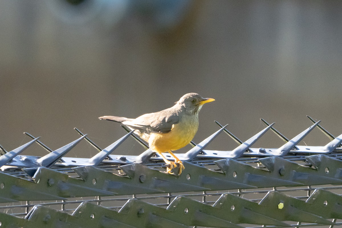 Olive Thrush - ML646411816