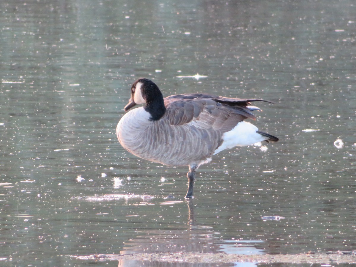 Canada Goose - ML646411818