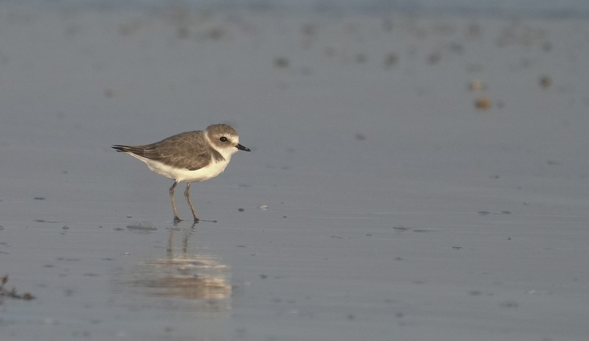 Kentish Plover - ML646411819