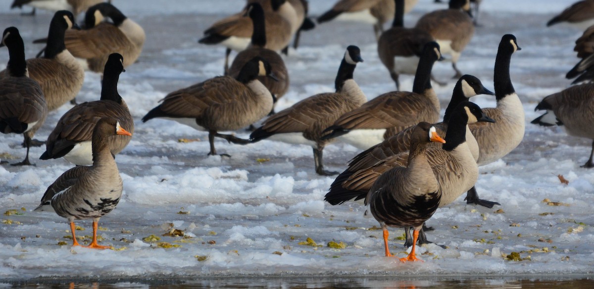 Greater White-fronted Goose - ML646411823