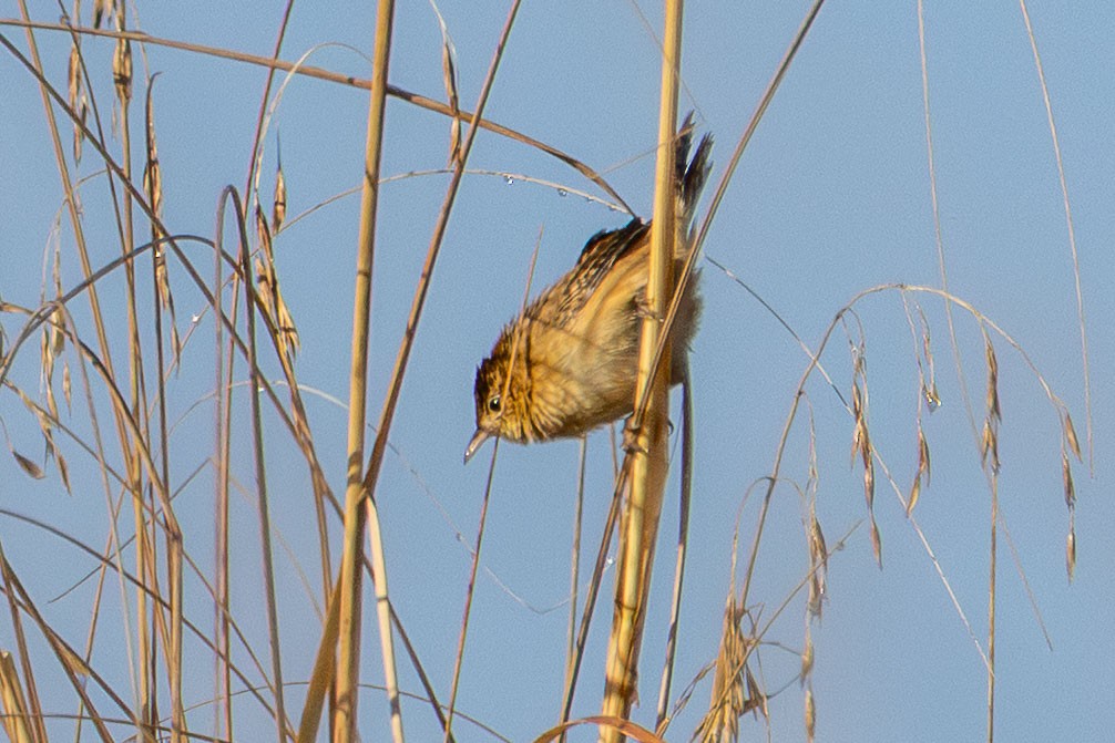 Grass Wren (Northern) - ML646411827