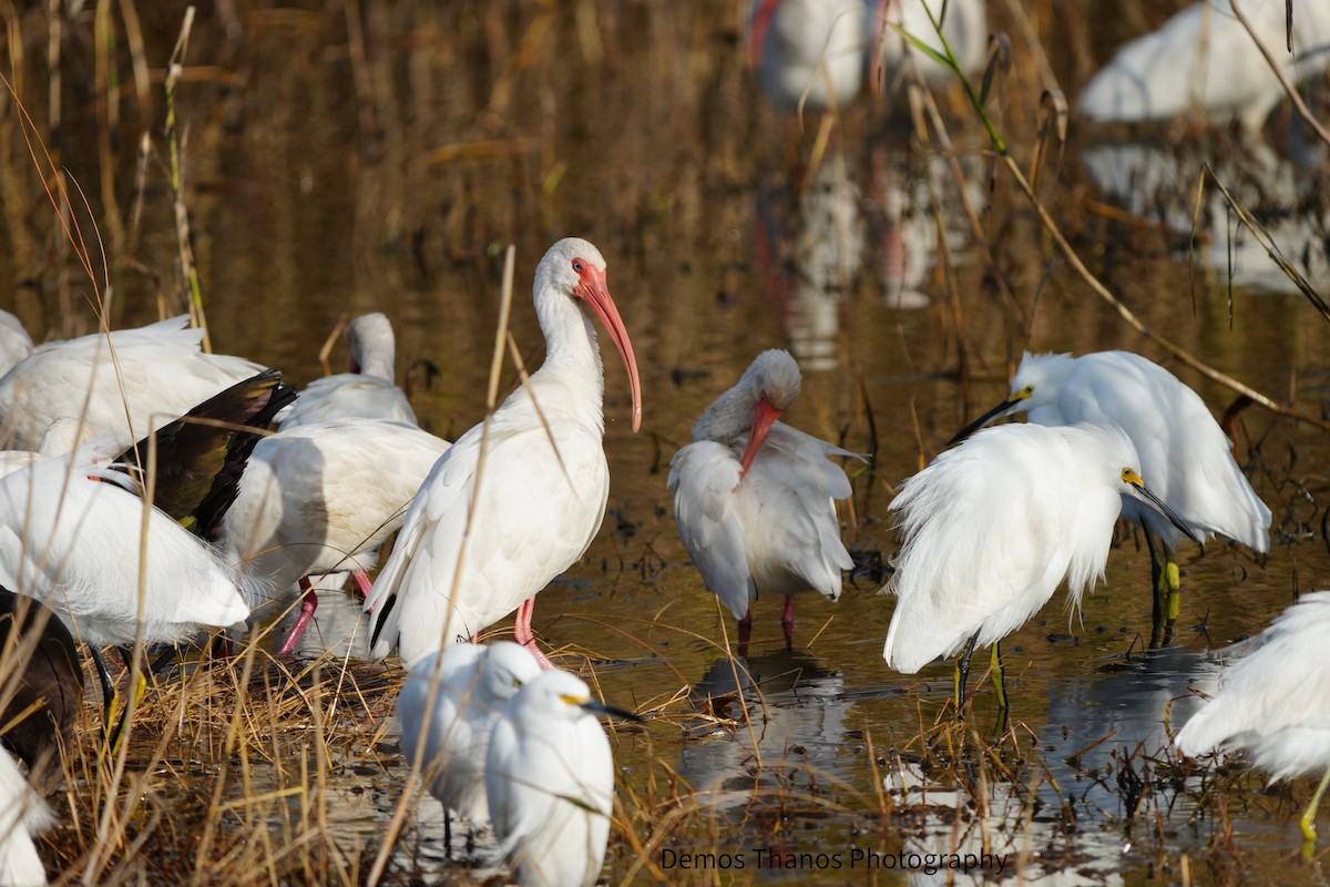 Snowy Egret - ML646411830