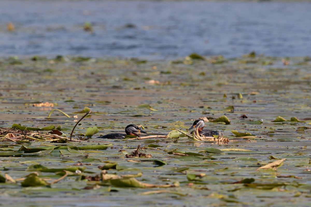 Пірникоза сірощока - ML646411831