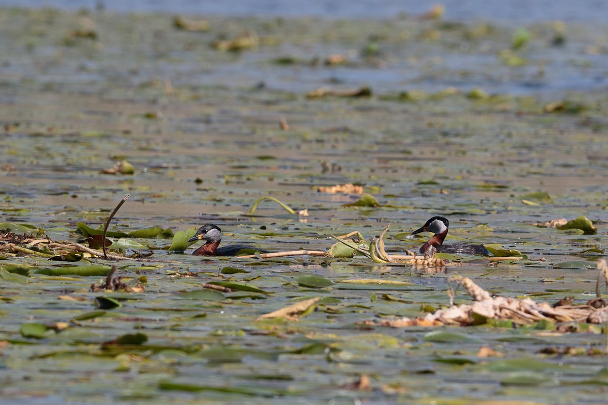 Пірникоза сірощока - ML646411832