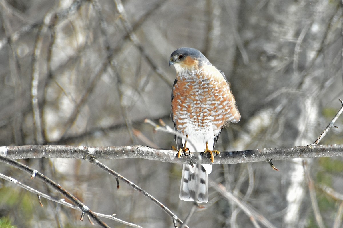 Sharp-shinned Hawk - ML646411835