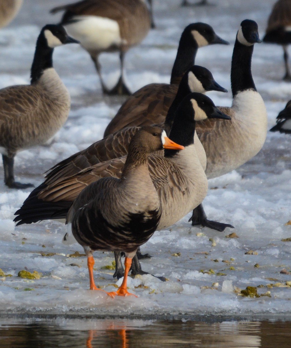 Greater White-fronted Goose - ML646411836