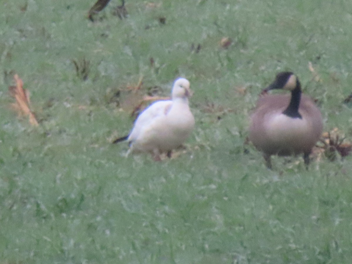 Гусь Росса - ML646411837