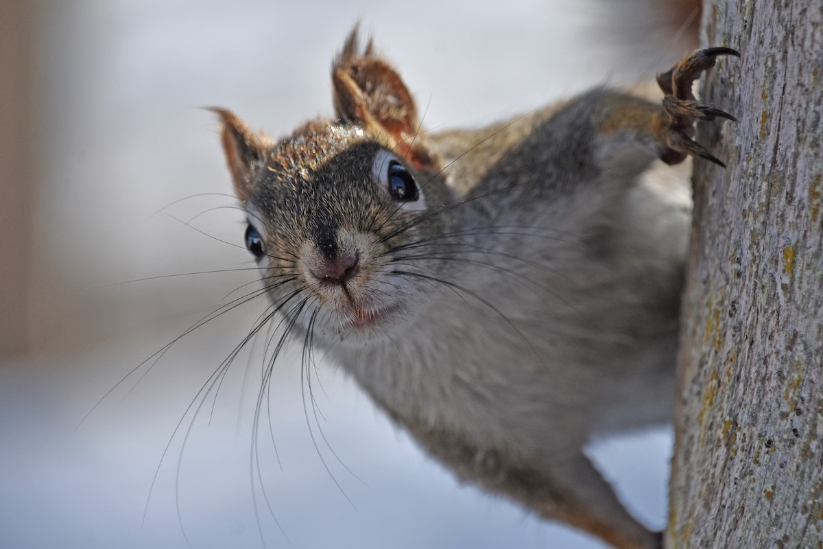 Animals - ML646411839