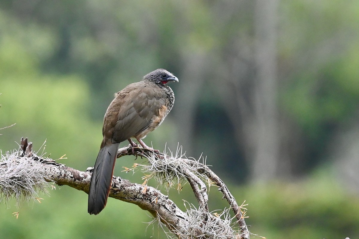 Colombian Chachalaca - ML646411841