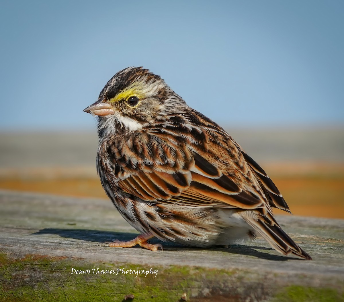 Savannah Sparrow - ML646411842