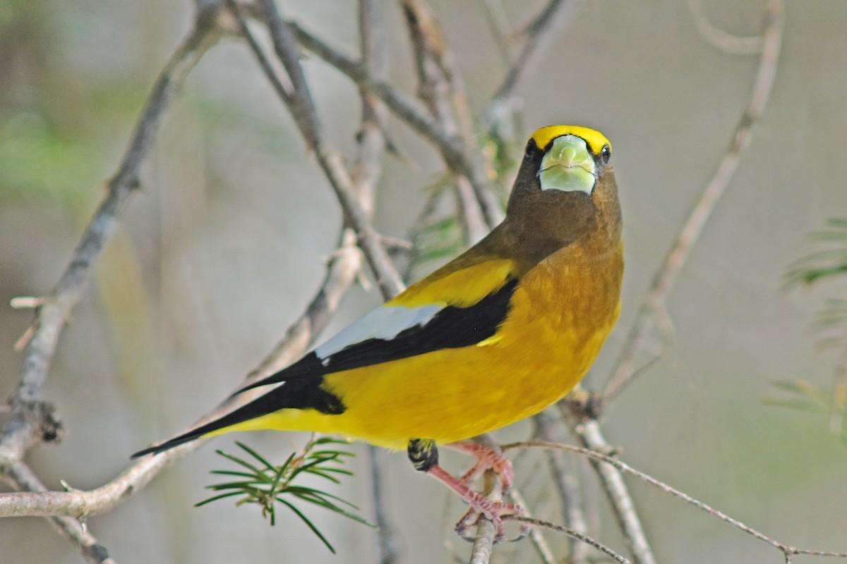 Evening Grosbeak - ML646411844