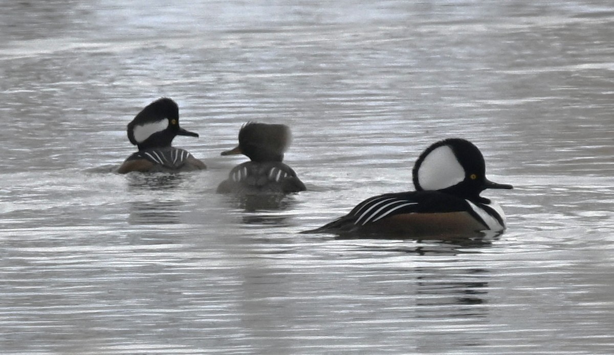 Hooded Merganser - ML646411845