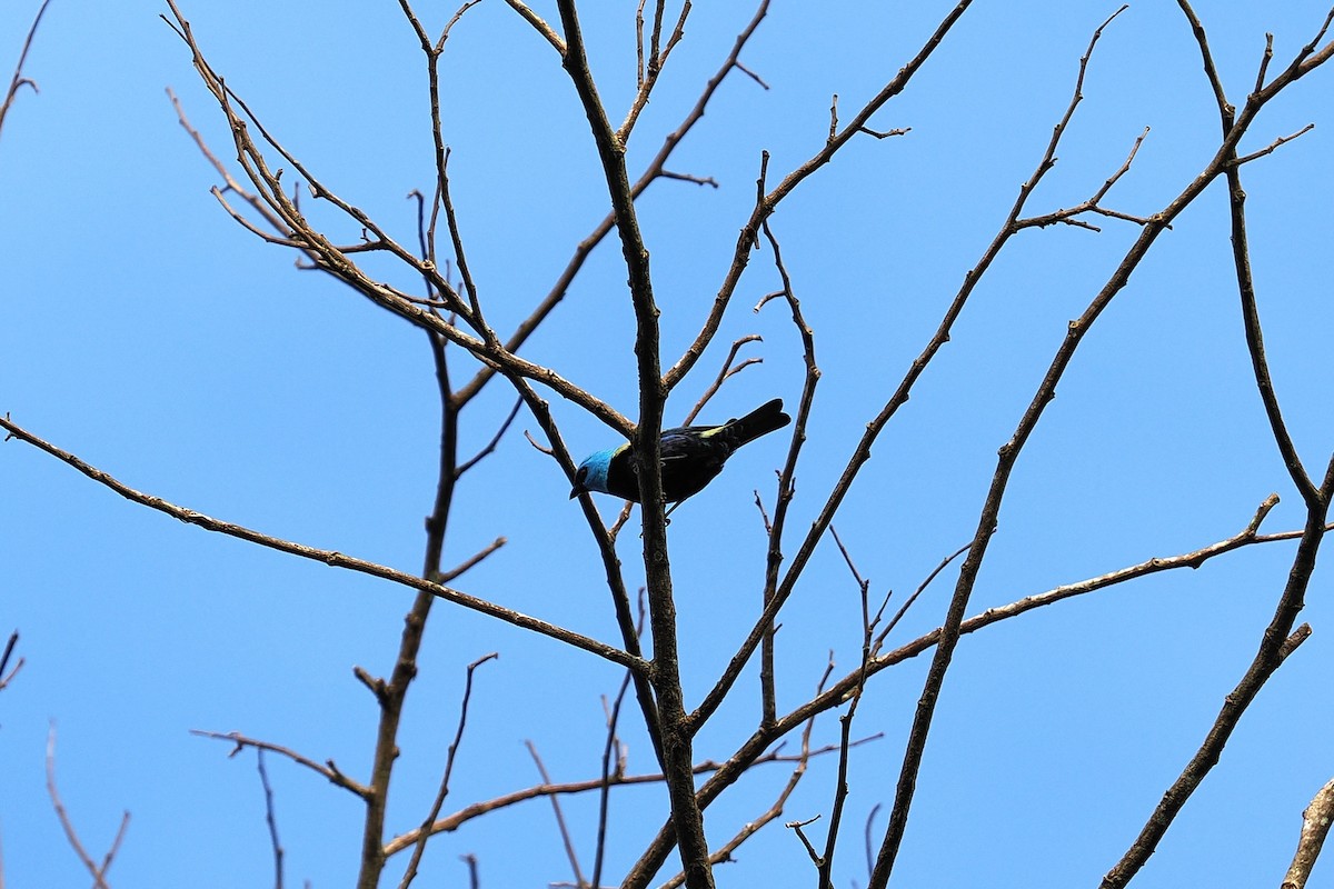 blåhodetanagar - ML646411848