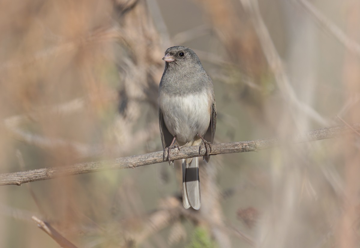 Dark-eyed Junco (Oregon) - ML646411849