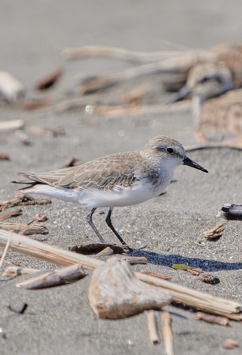 Semipalmated Sandpiper - ML646411850