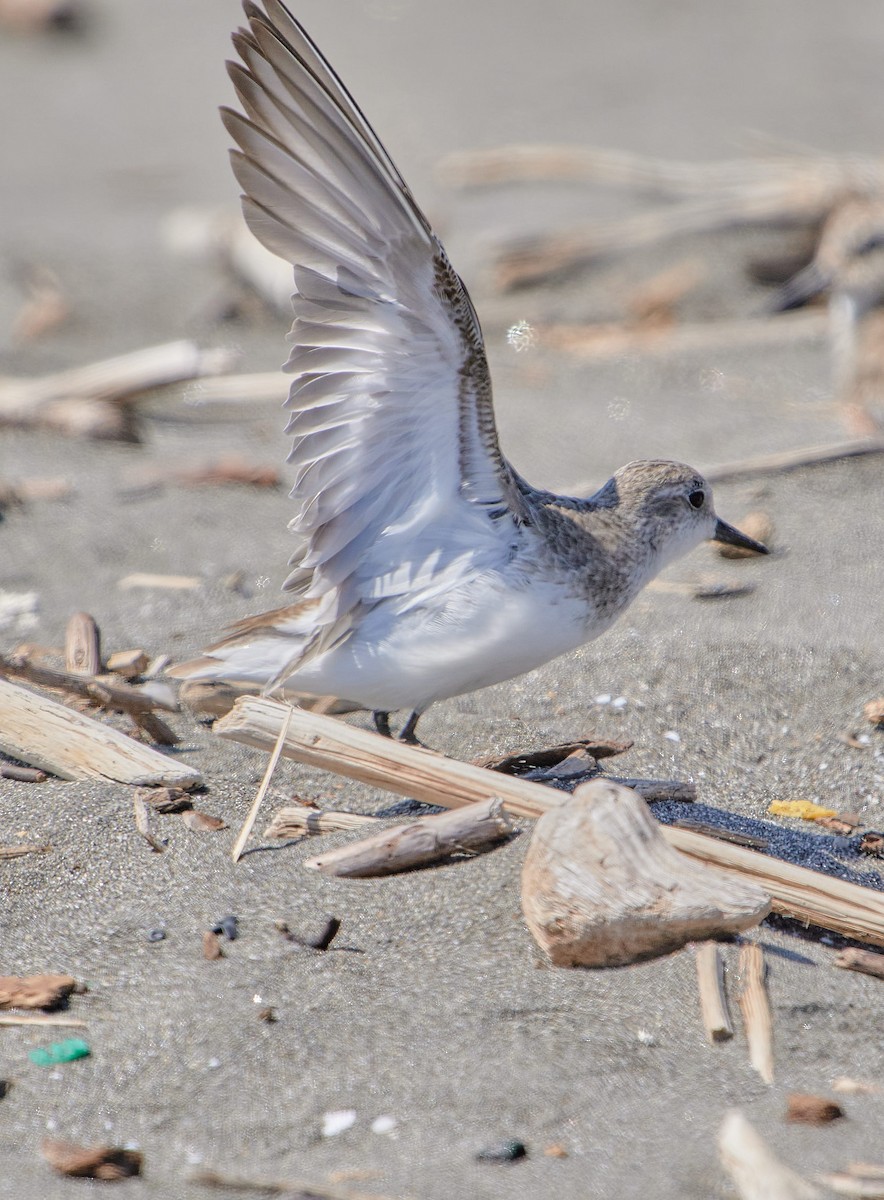 Semipalmated Sandpiper - ML646411851