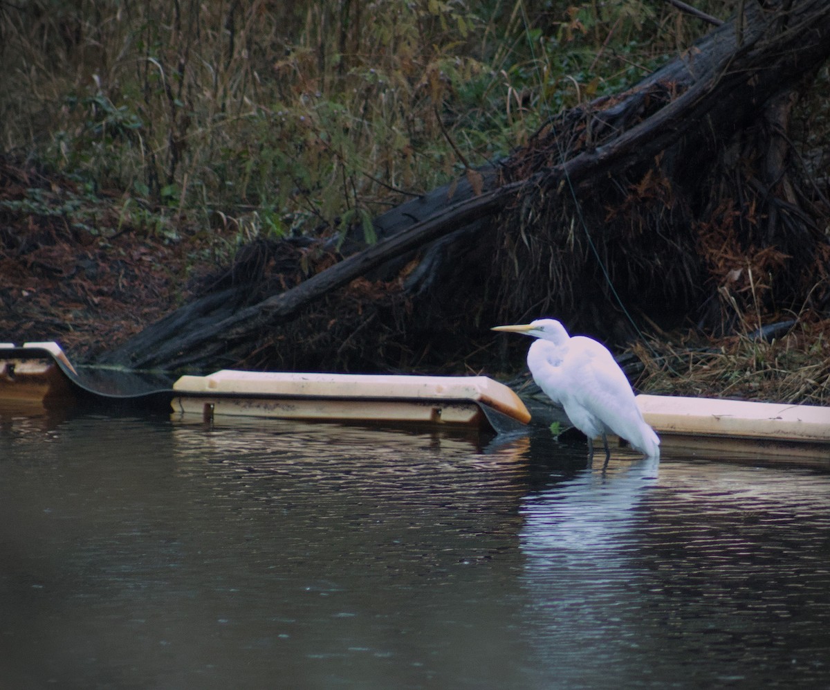Great Egret - ML646411852