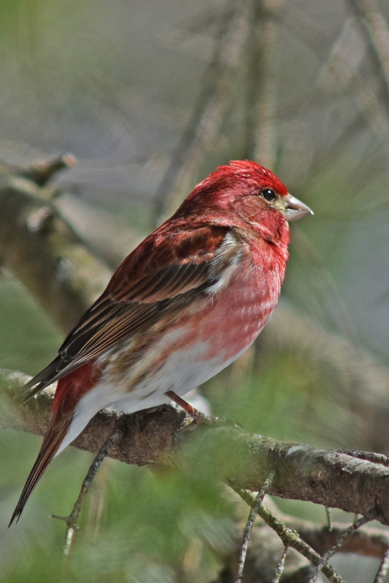Purple Finch - ML646411853