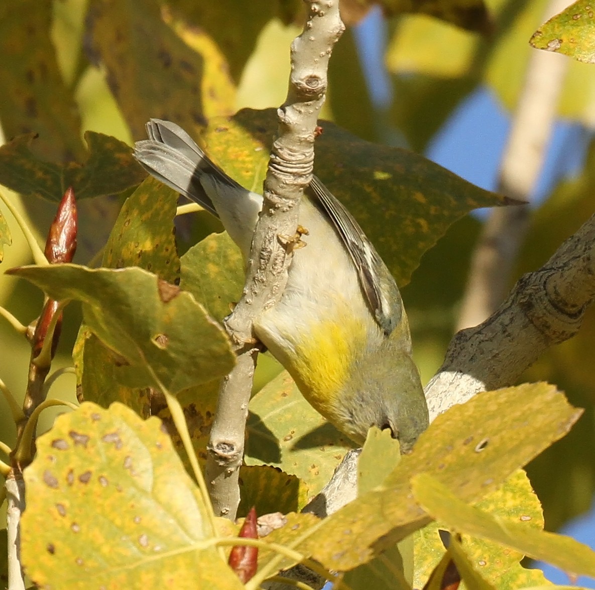 Northern Parula - ML646411854