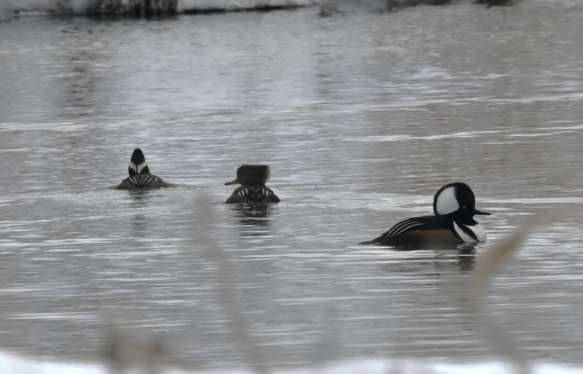 Hooded Merganser - ML646411858