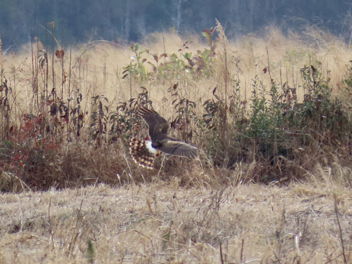 Northern Harrier - ML646411859