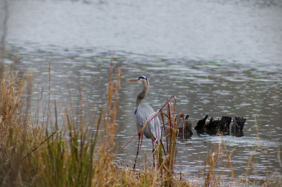 Great Blue Heron - ML646411861
