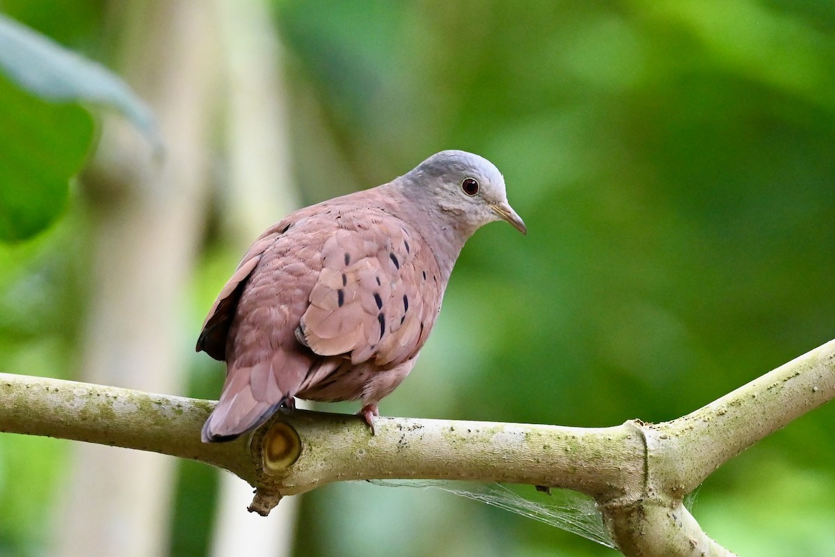 Ruddy Ground Dove - ML646411862