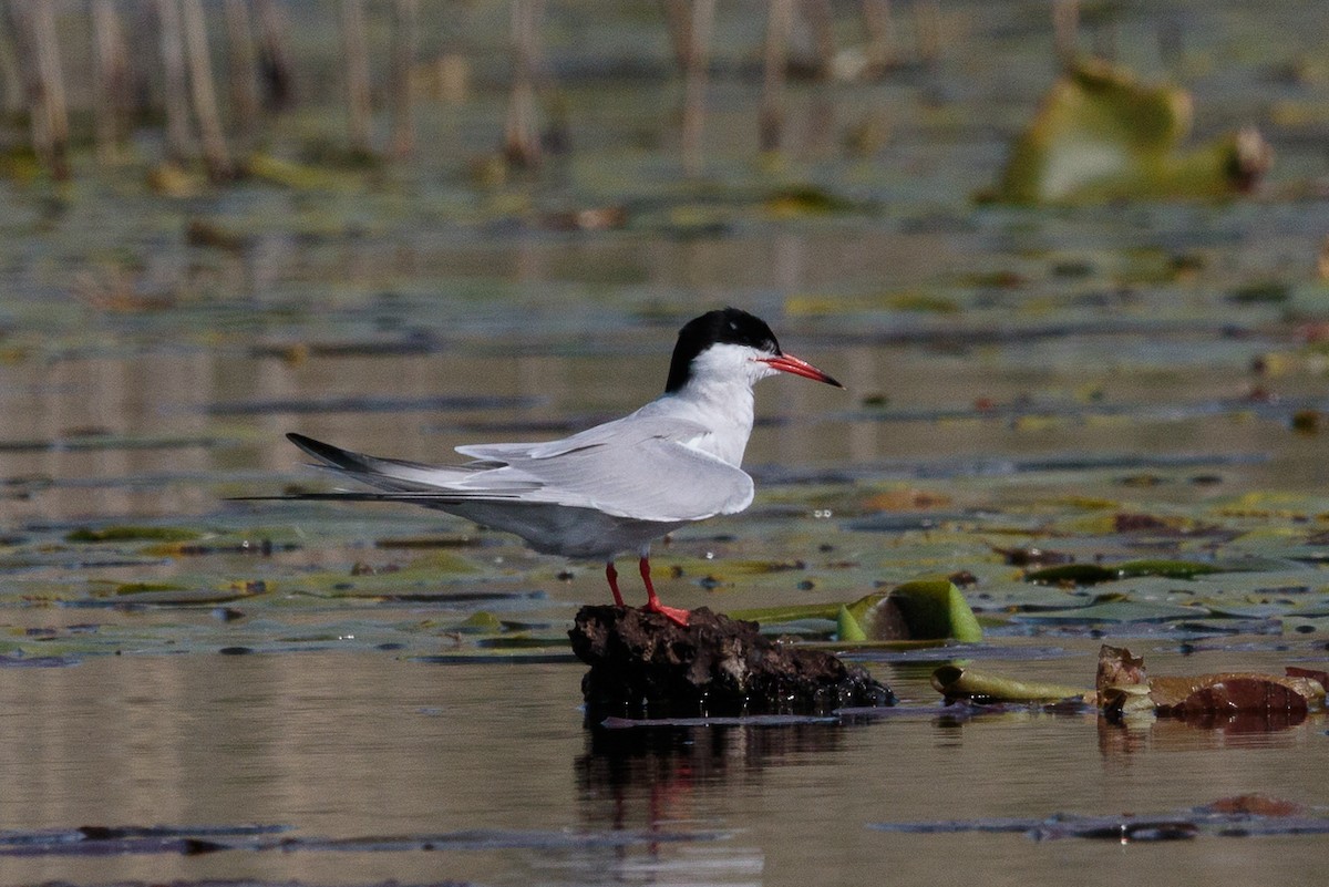 Common Tern - ML646411864
