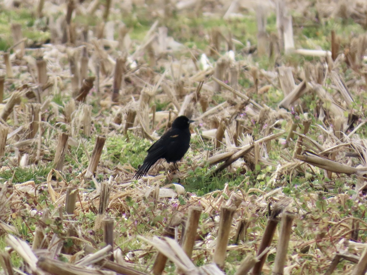 Red-winged Blackbird - ML646411865
