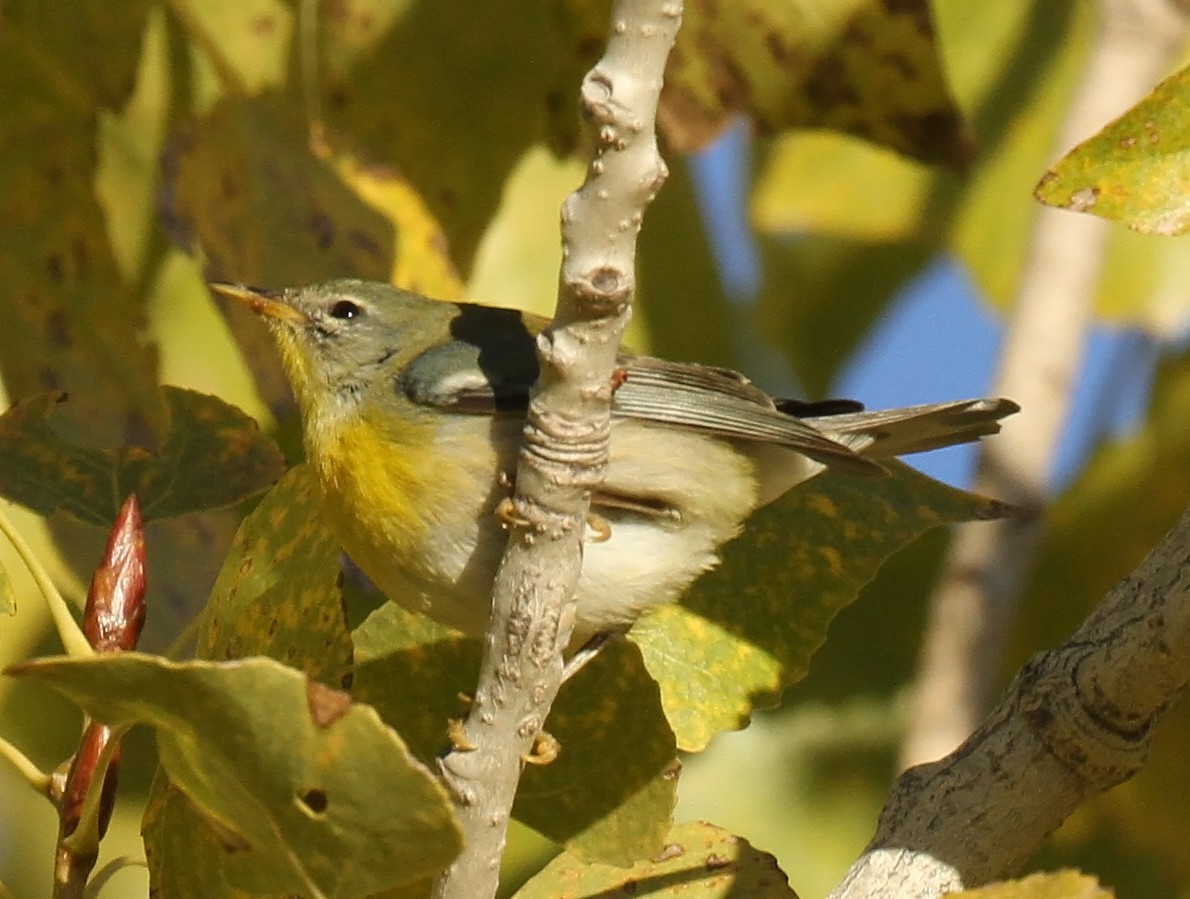 Northern Parula - ML646411868