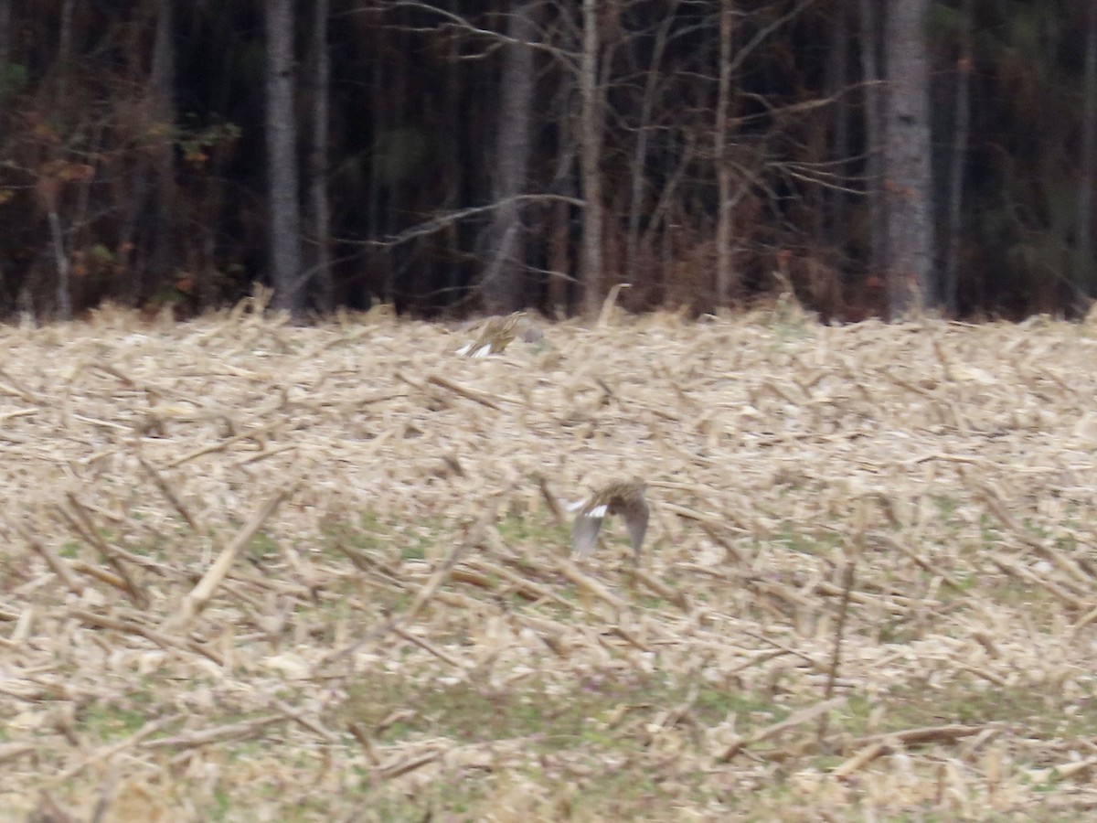 Eastern Meadowlark - ML646411869