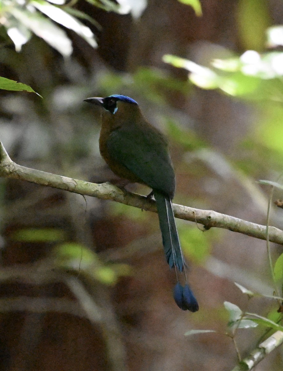 Lesson's Motmot - ML646411874