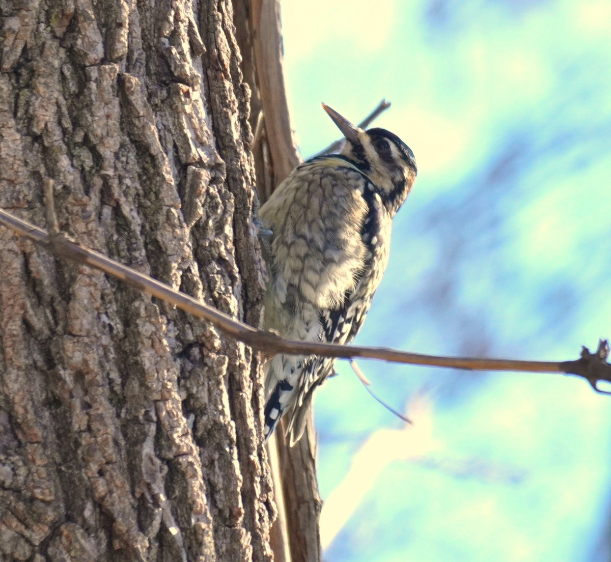 Yellow-bellied Sapsucker - ML646411876
