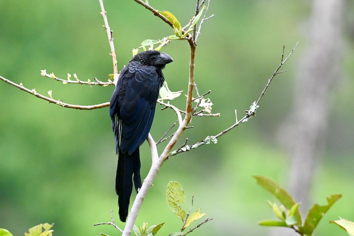 Smooth-billed Ani - ML646411880