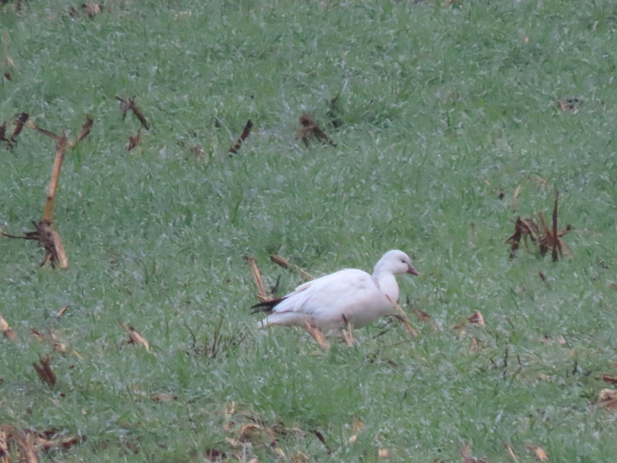 Гусь Росса - ML646411881