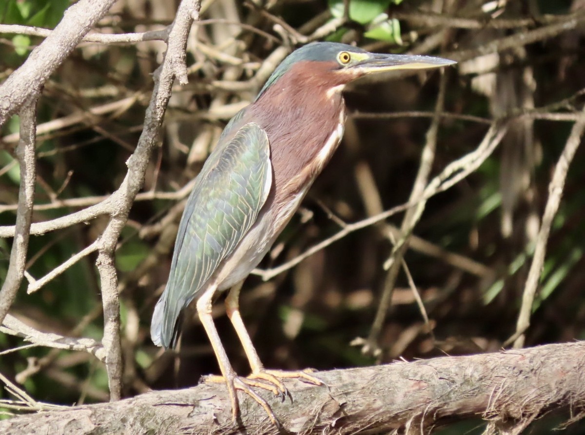 Héron vert - ML646411884