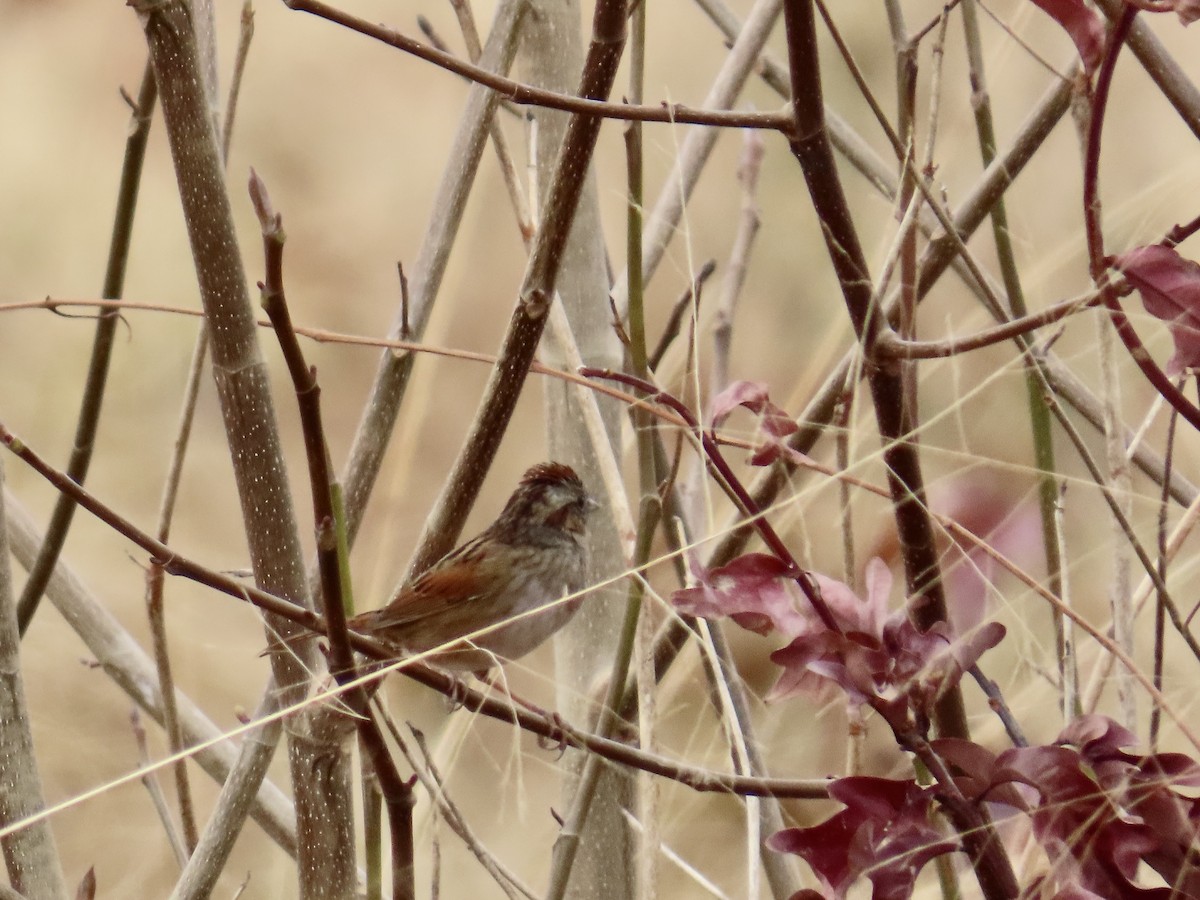 Swamp Sparrow - ML646411887