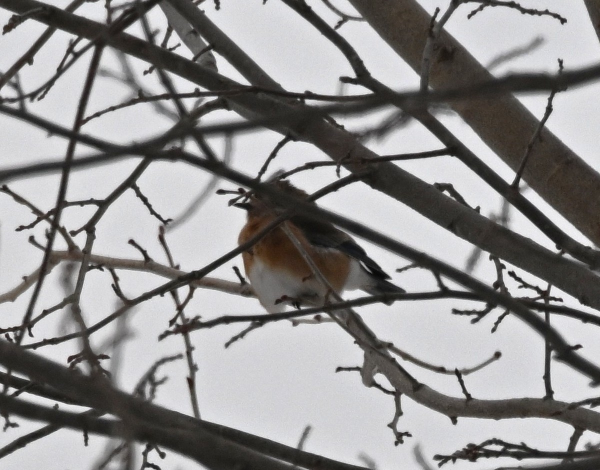 Eastern Bluebird - ML646411889