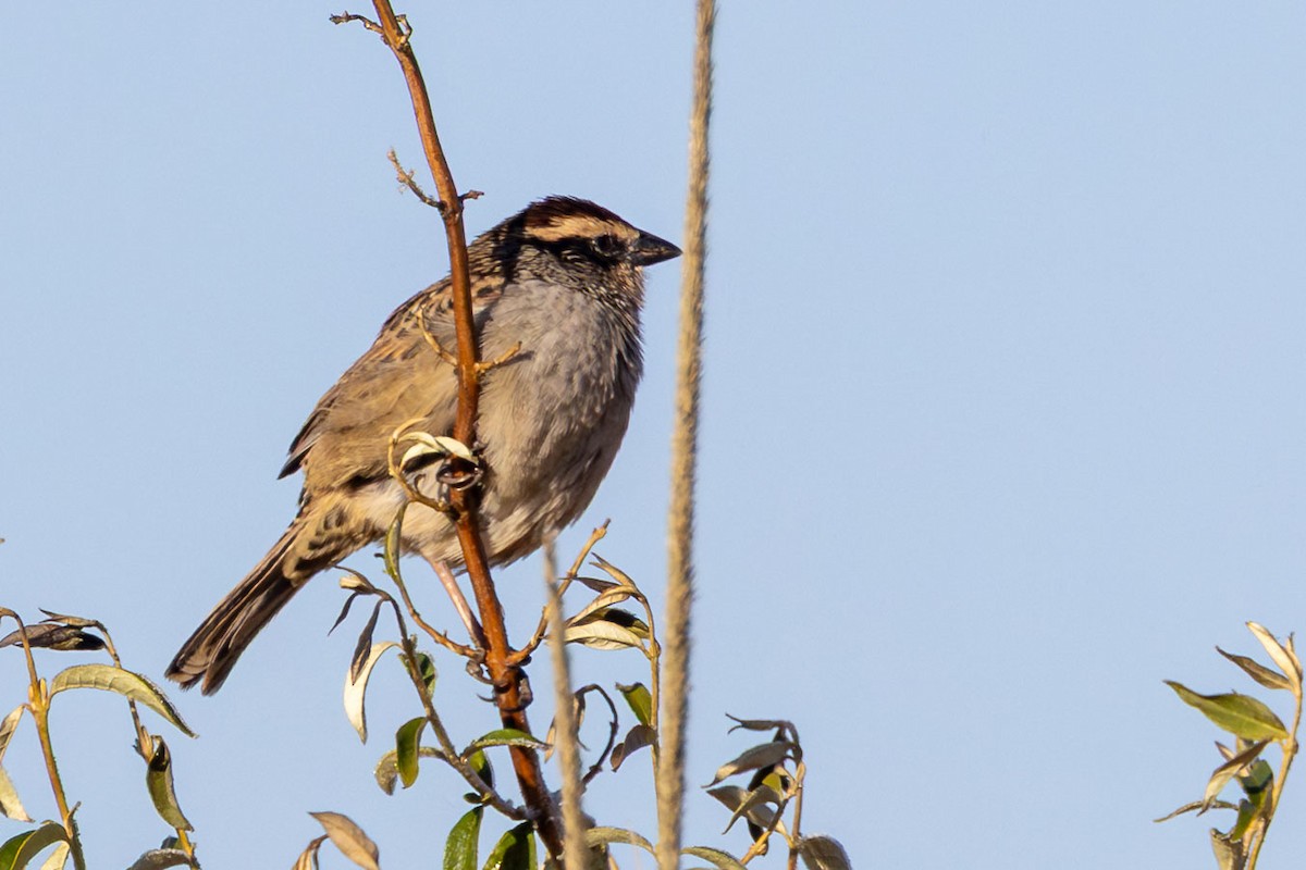 Striped Sparrow - ML646411890