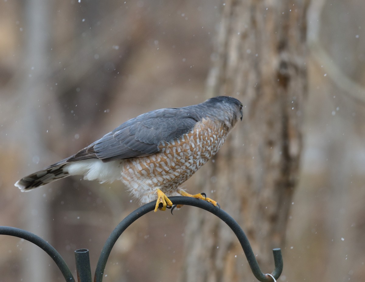 Cooper's Hawk - ML646411891