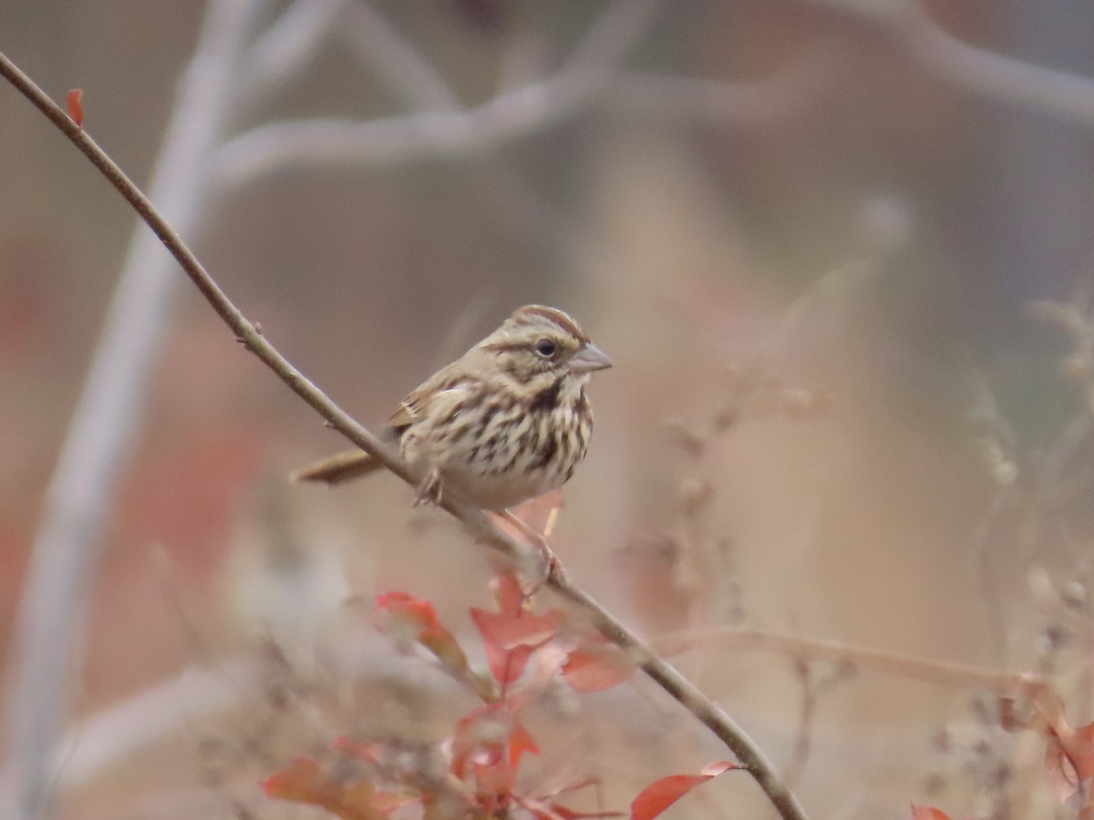Song Sparrow - ML646411893