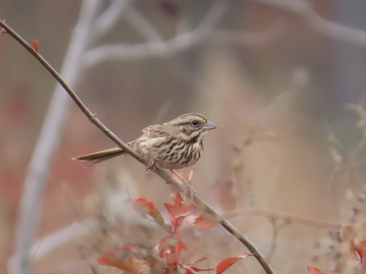 Song Sparrow - ML646411894