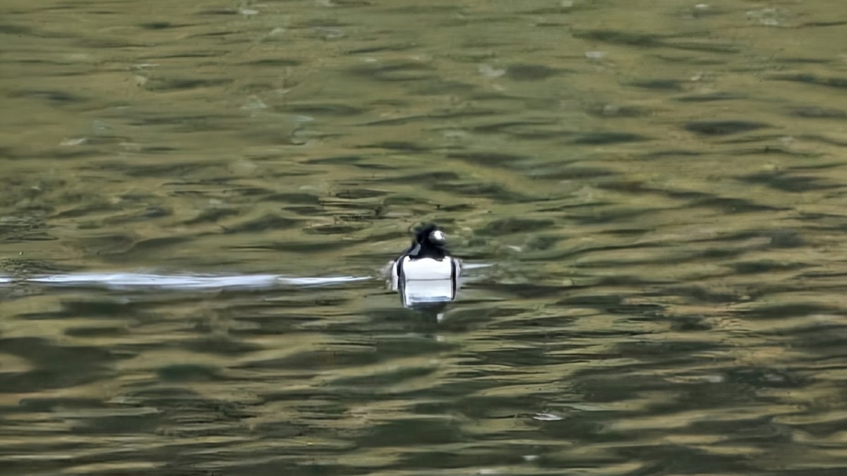 Hooded Merganser - ML646411896