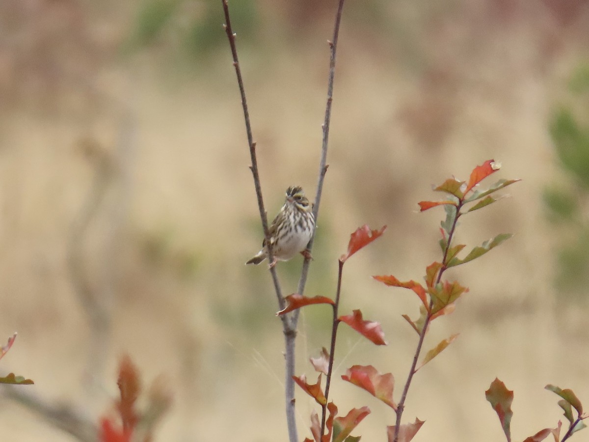 Savannah Sparrow (Savannah) - ML646411897