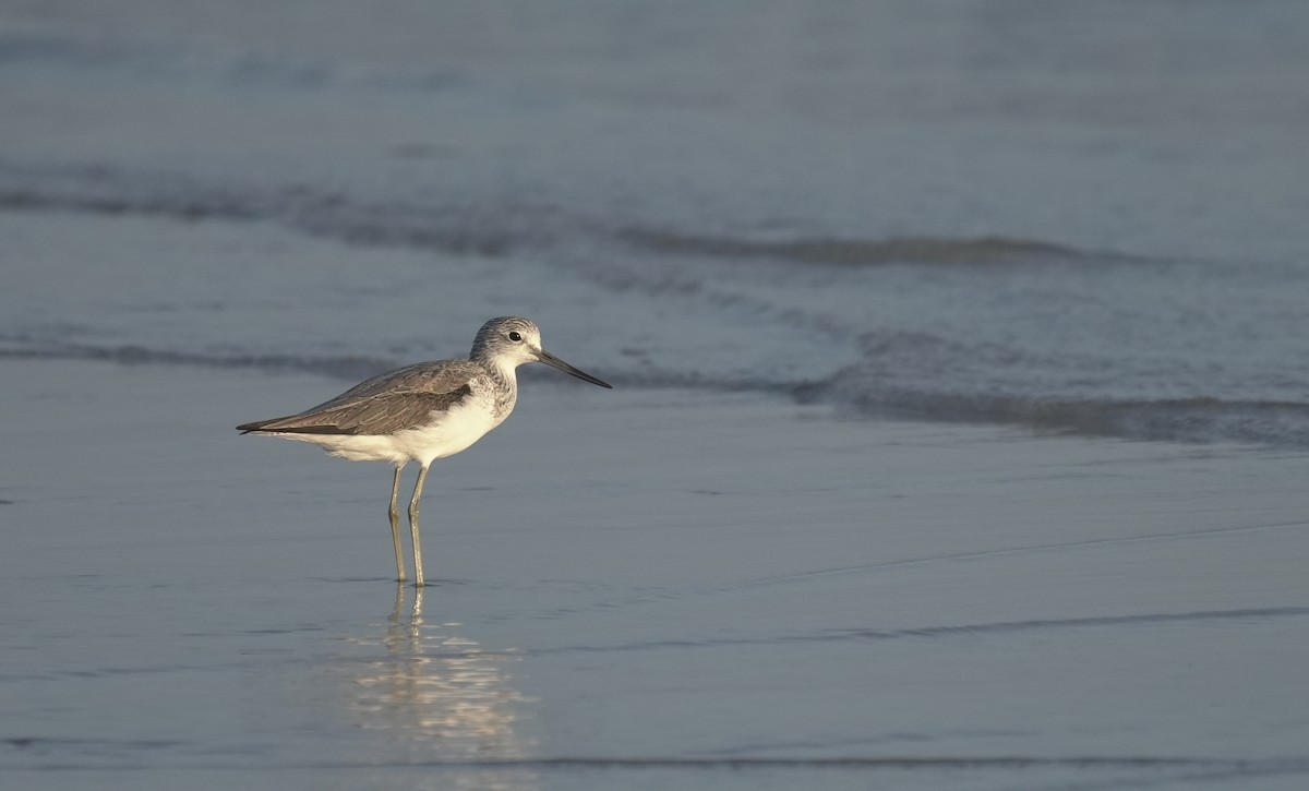 Common Greenshank - ML646411898